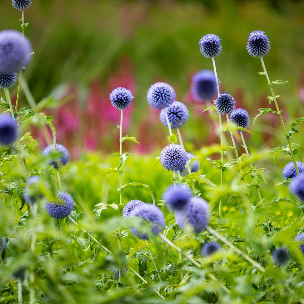 Echinops bannaticus Taplow Blue - Chardon boule