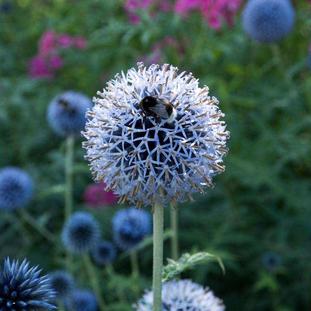 Echinops bannaticus Taplow Blue - Chardon boule