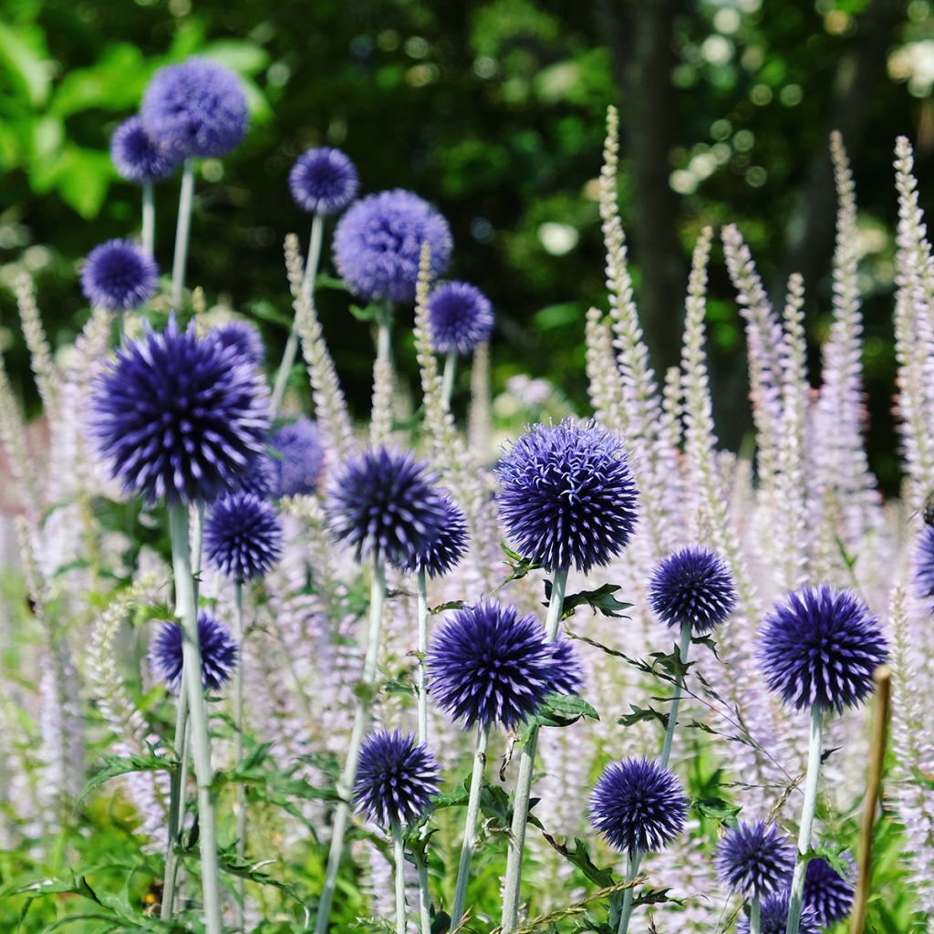 Echinops ritro Veitch’s Blue - Chardon boule