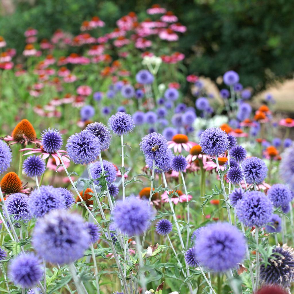 Echinops ritro Veitch’s Blue - Chardon boule