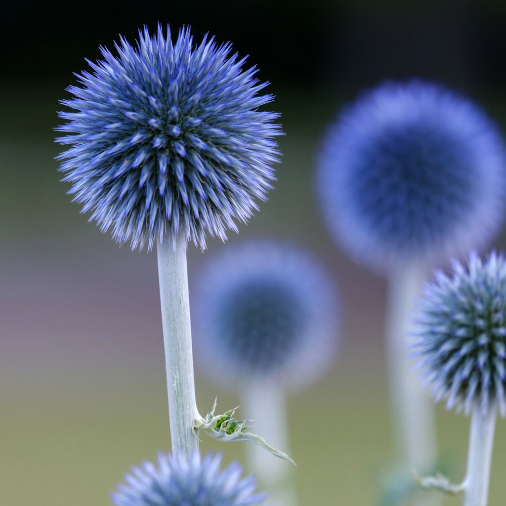 Echinops ritro Veitch’s Blue - Chardon boule