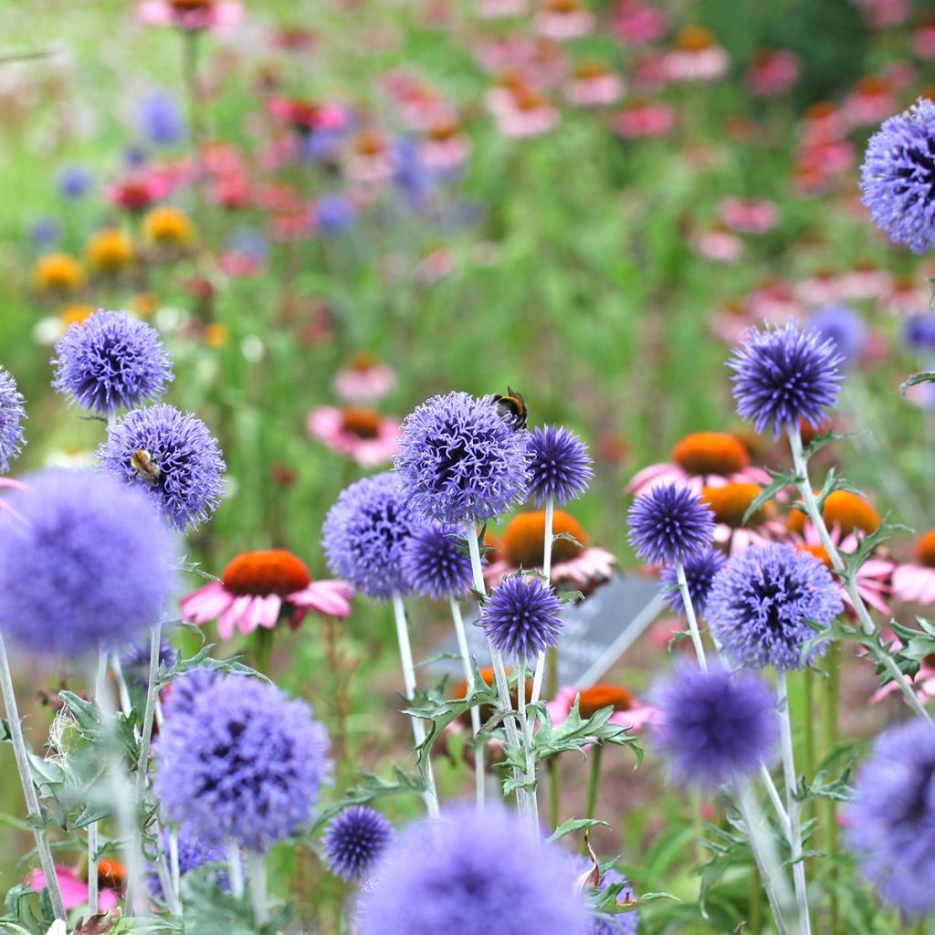 Echinops ritro Veitch’s Blue - Chardon boule