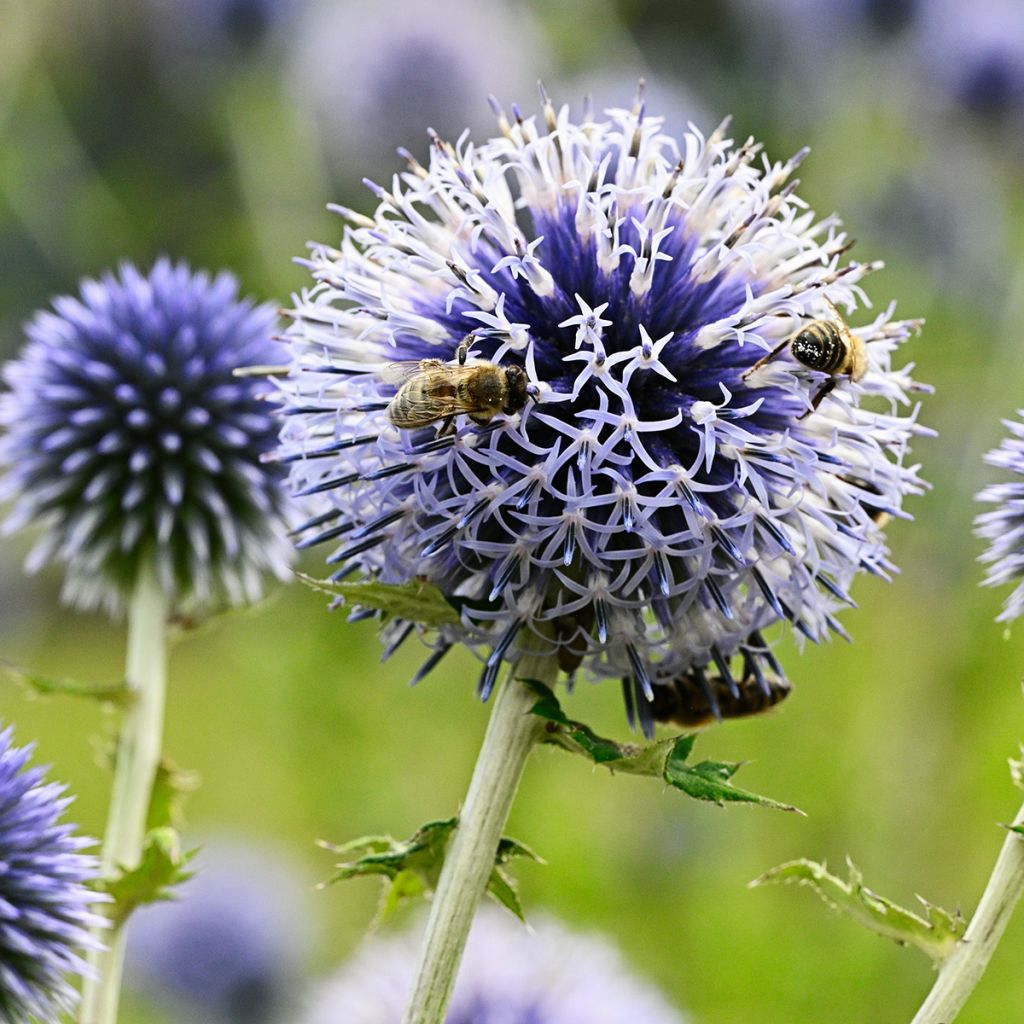 Echinops sphaerocephalus, Boule azurée