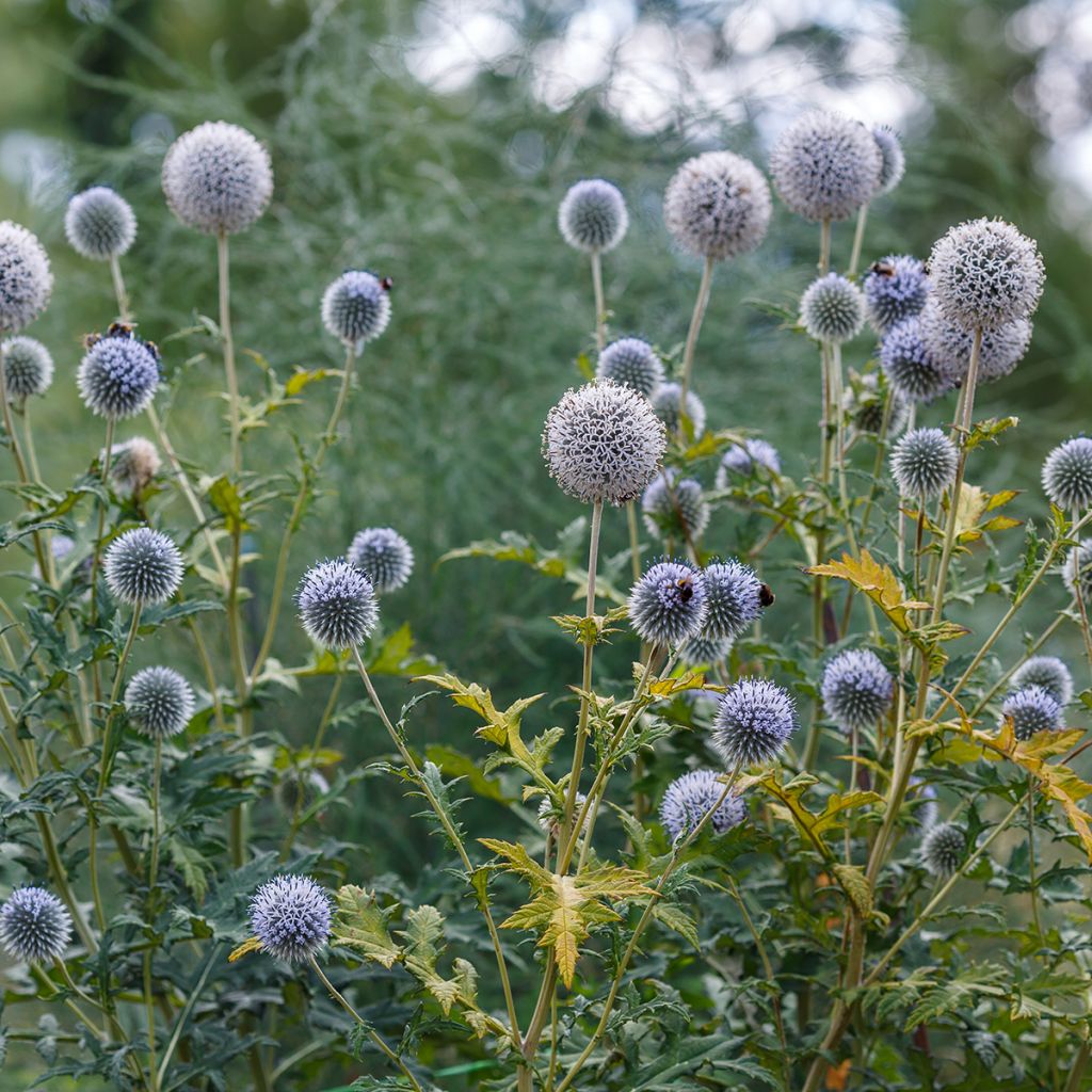 Echinops sphaerocephalus, Boule azurée