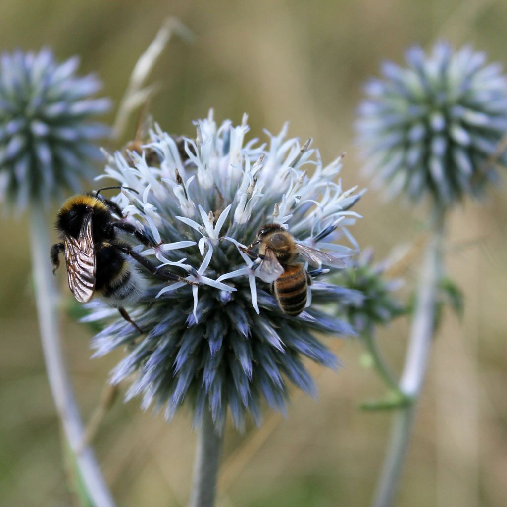 Echinops sphaerocephalus, Boule azurée