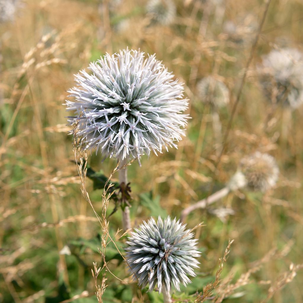 Echinops sphaerocephalus, Boule azurée