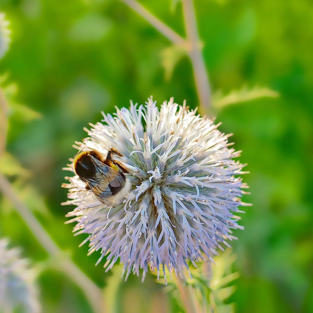 Echinops sphaerocephalus, Boule azurée