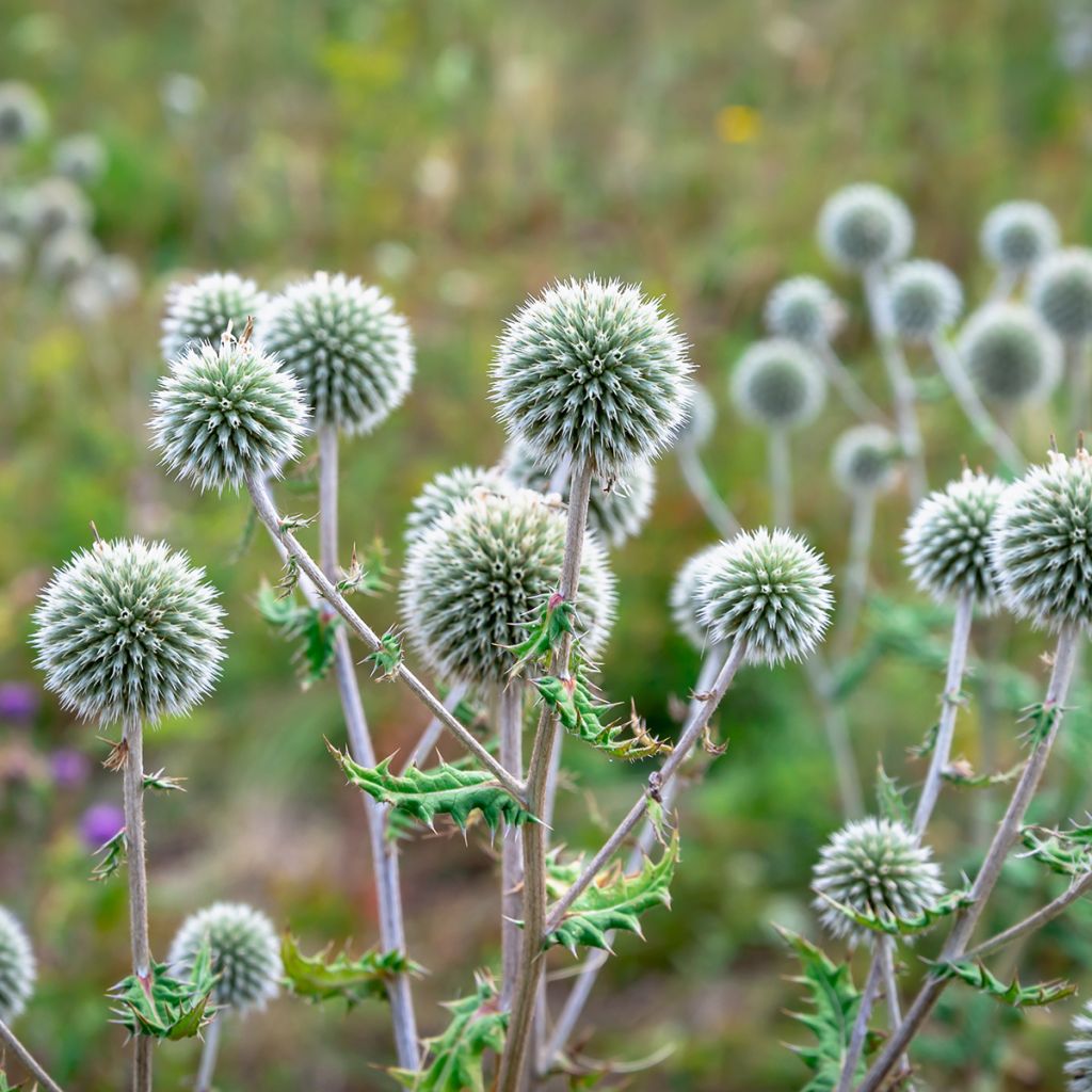 Echinops sphaerocephalus, Boule azurée