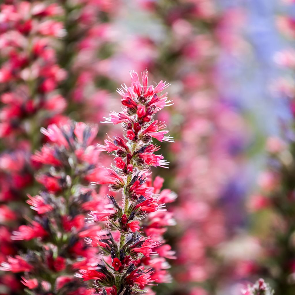 Echium amoenum Red Feathers - Vipérine rouge