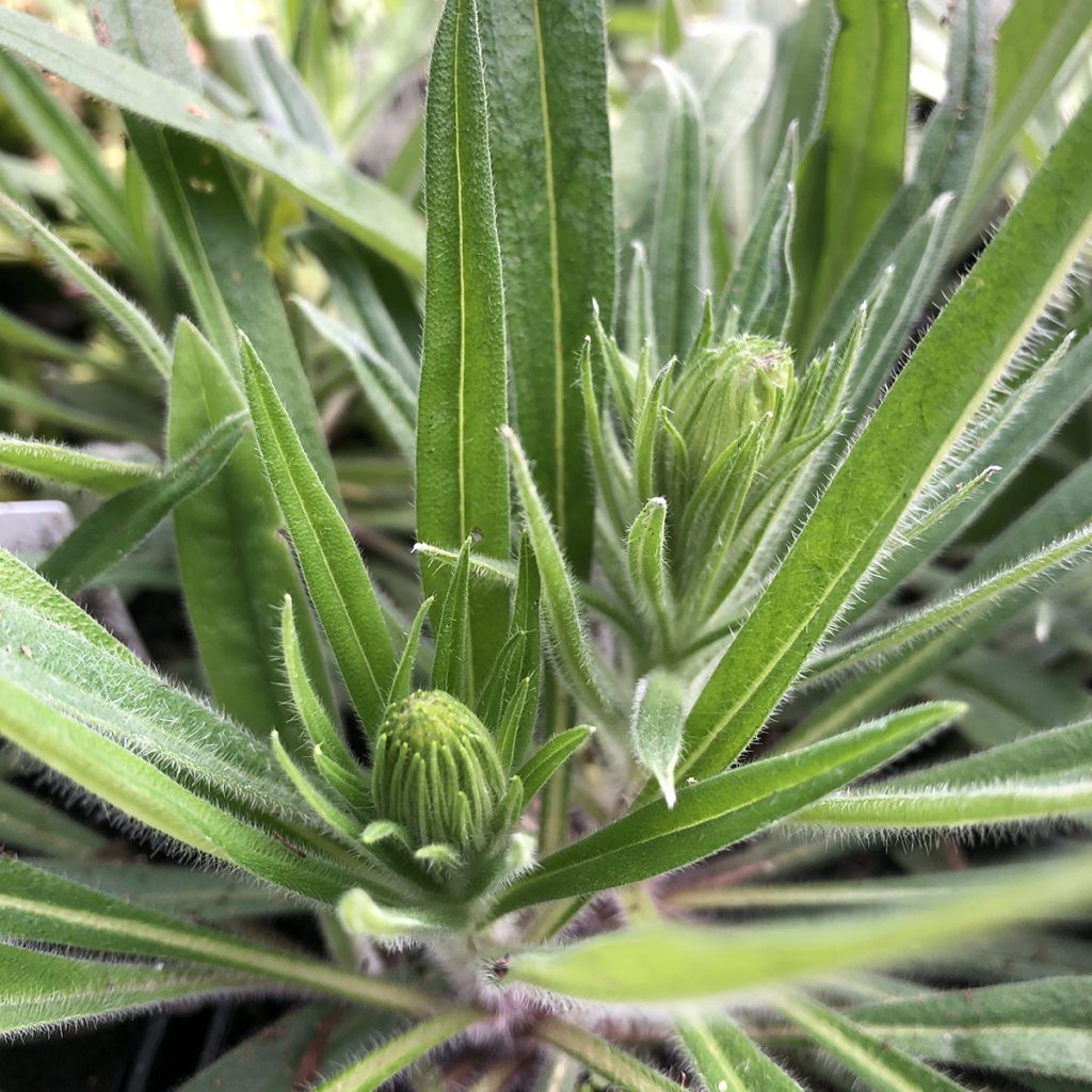 Echium amoenum Red Feathers - Vipérine rouge