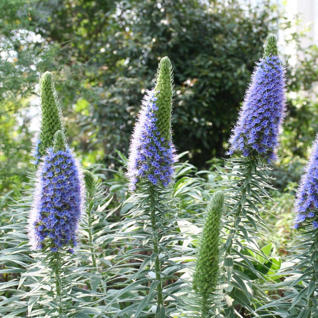 Echium fastuosum (candicans) - Vipérine de Madère.