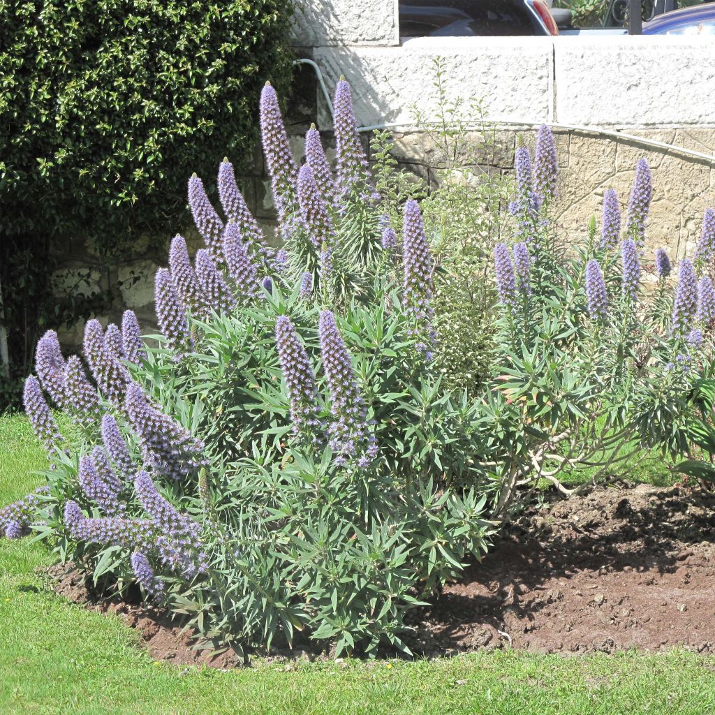 Echium fastuosum (candicans) - Vipérine de Madère.