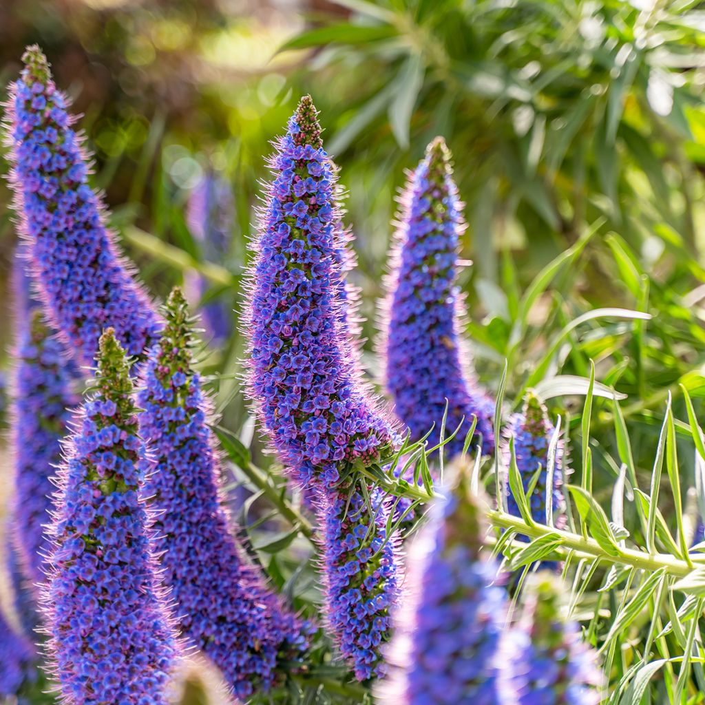 Echium fastuosum (candicans) - Vipérine de Madère