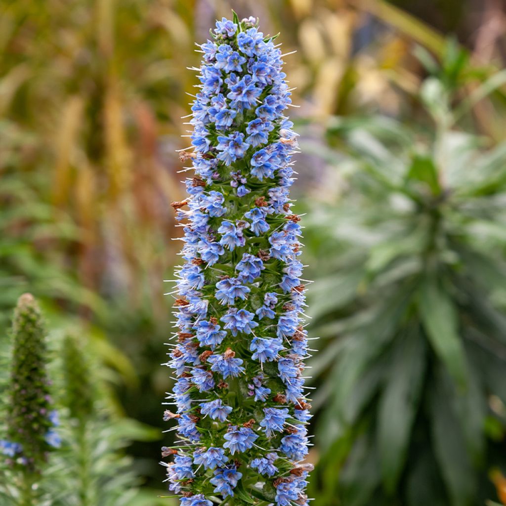 Echium fastuosum (candicans) - Vipérine de Madère