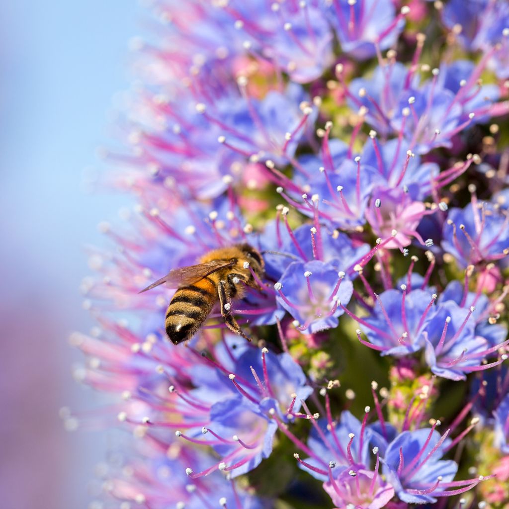 Echium fastuosum (candicans) - Vipérine de Madère