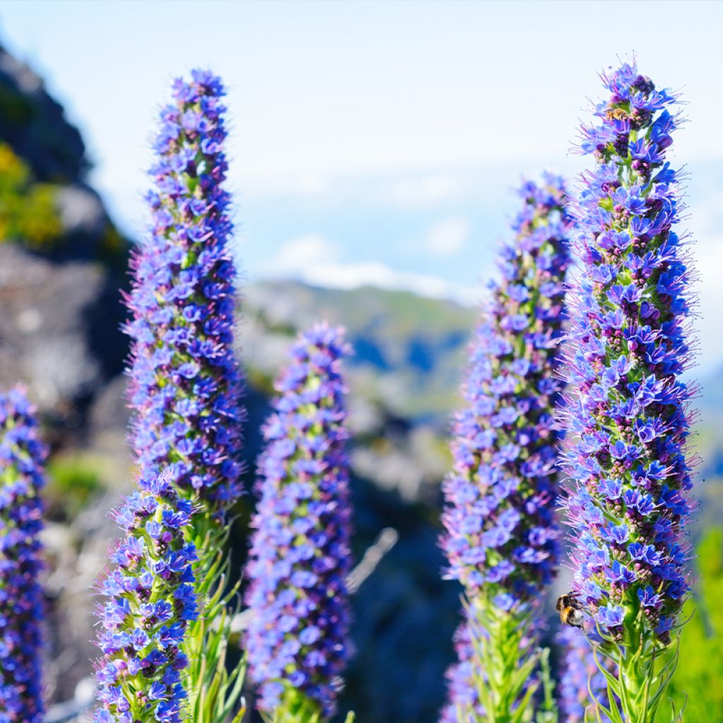 Echium fastuosum (candicans) - Vipérine de Madère