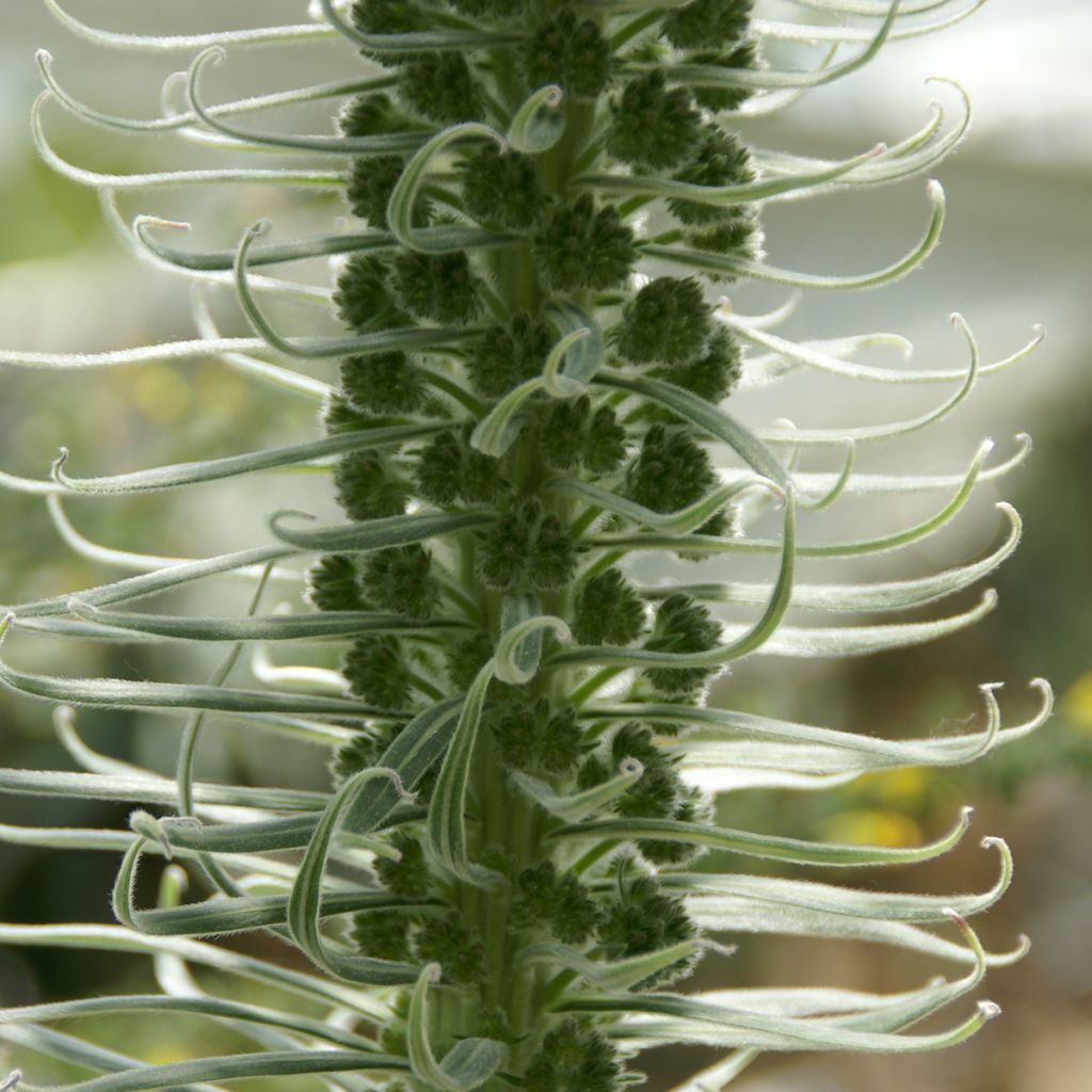 Echium fastuosum (candicans) - Vipérine de Madère