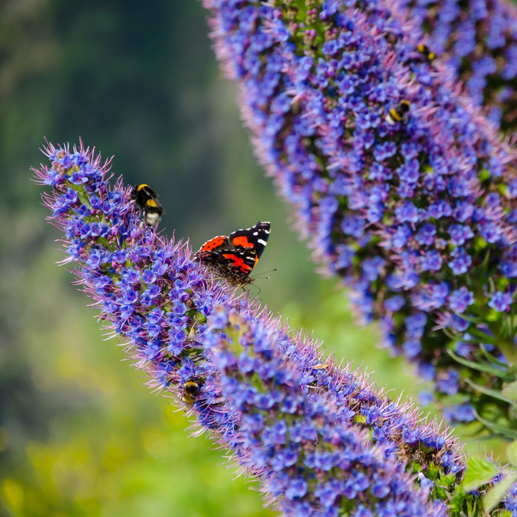 Echium fastuosum (candicans) - Vipérine de Madère