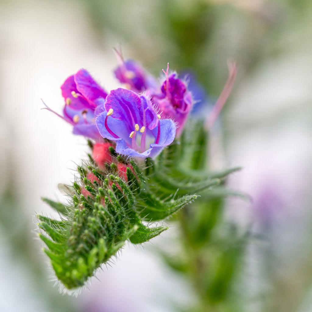 Echium vulgare