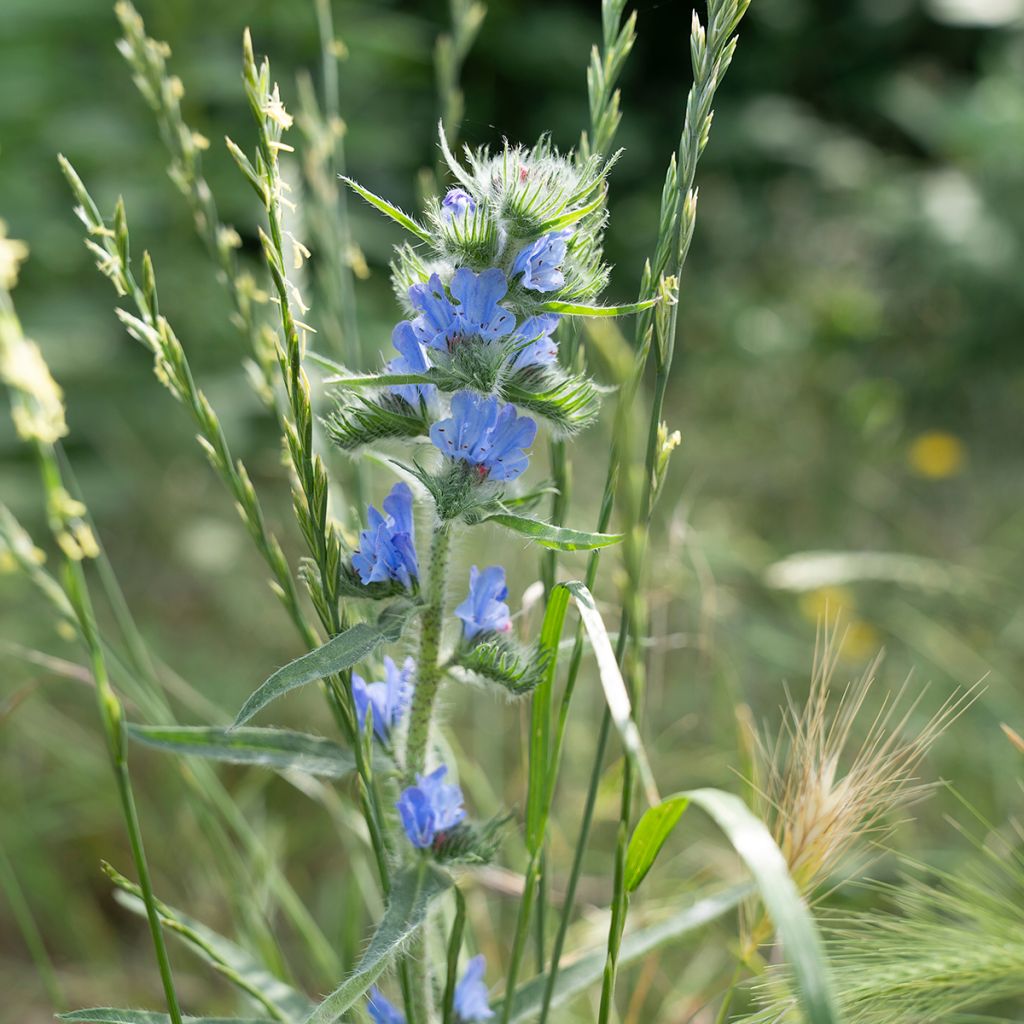 Echium vulgare