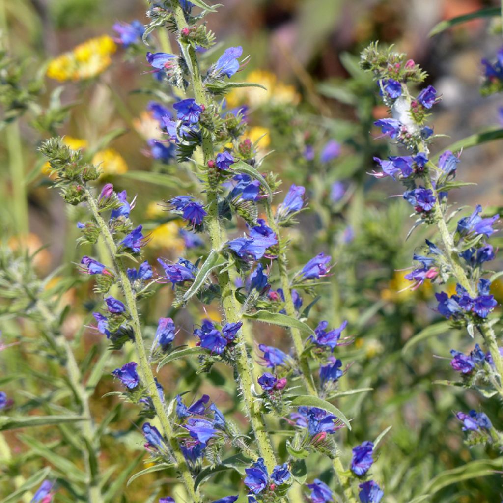 Graines de Vipérine commune - Echium vulgare