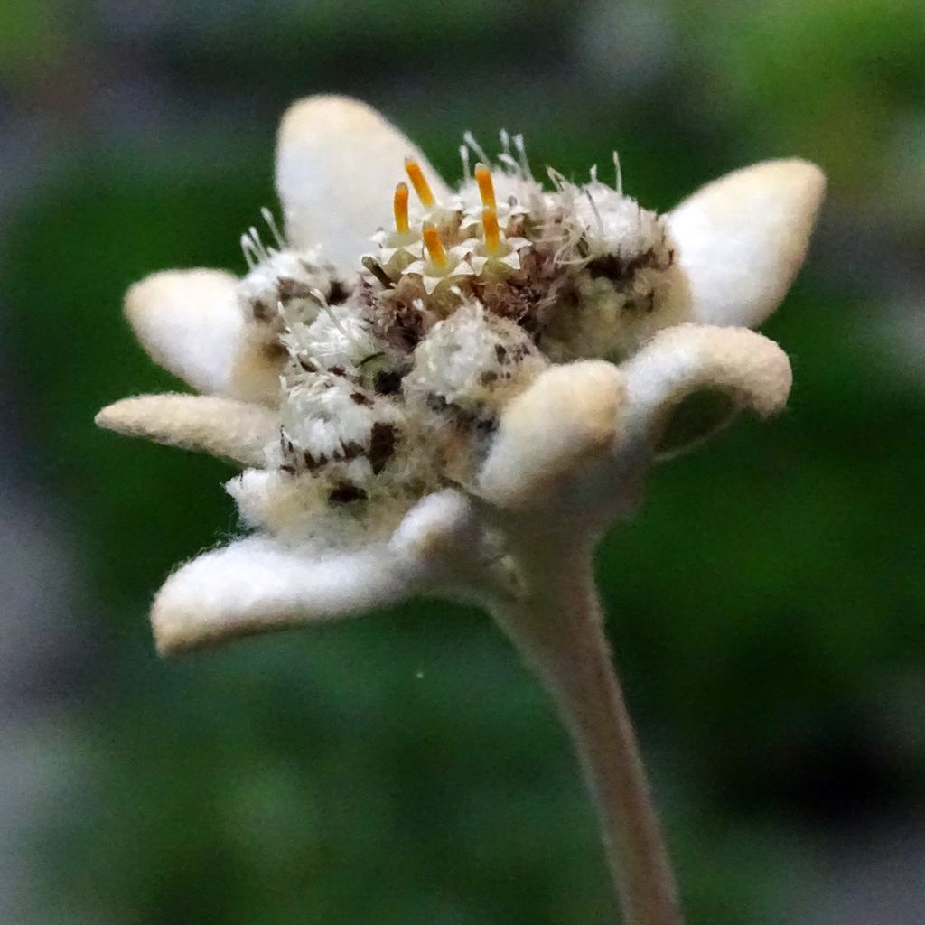 Edelweiss des Alpes, Leontopodium alpinum