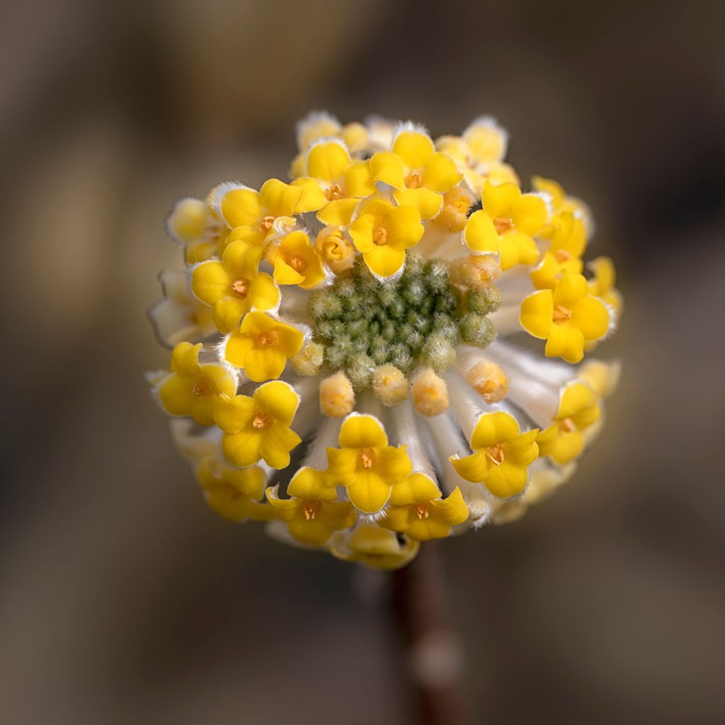 Edgeworthia chrysantha - Buisson à papier