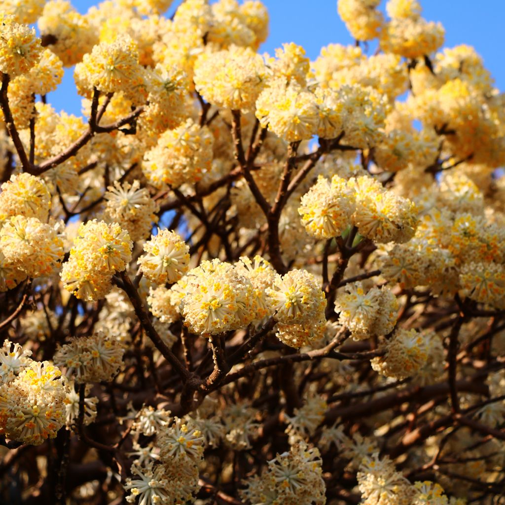 Edgeworthia chrysantha - Buisson à papier