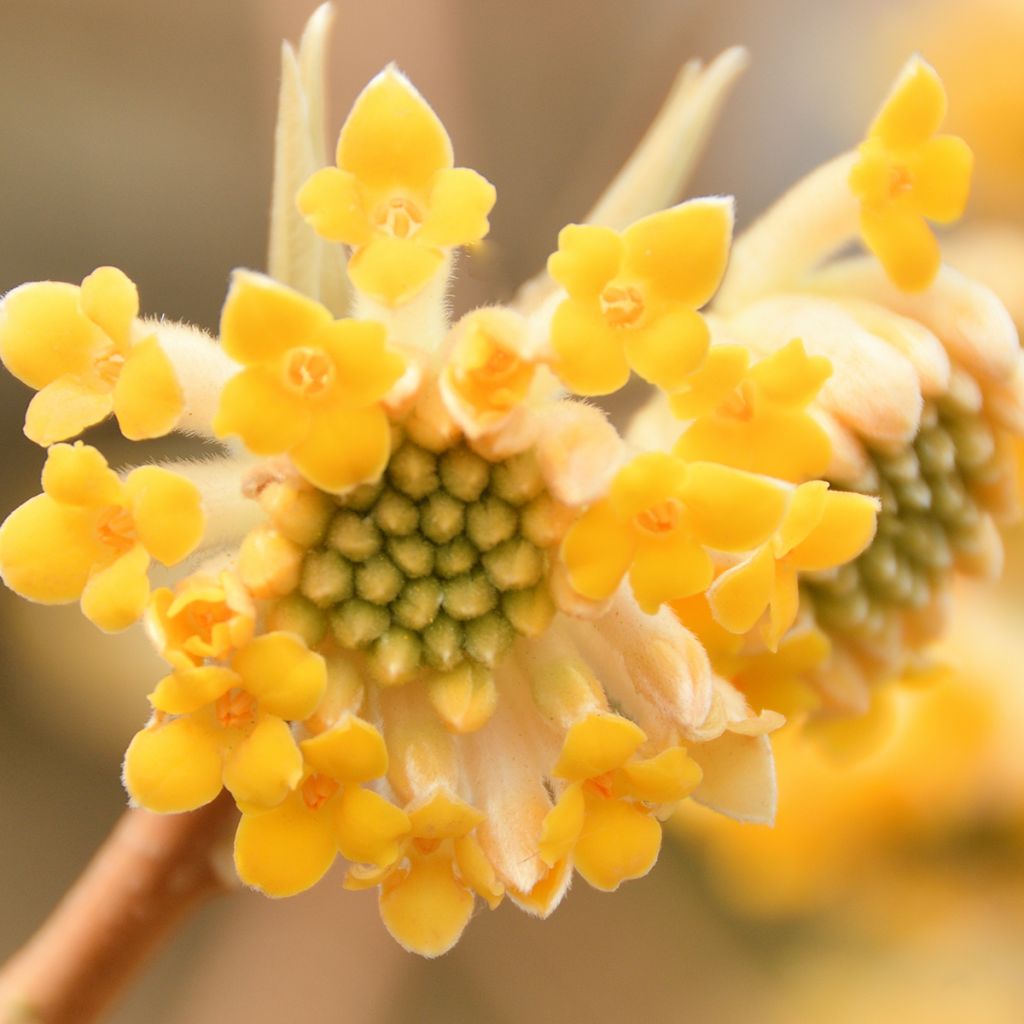 Edgeworthia chrysantha - Buisson à papier