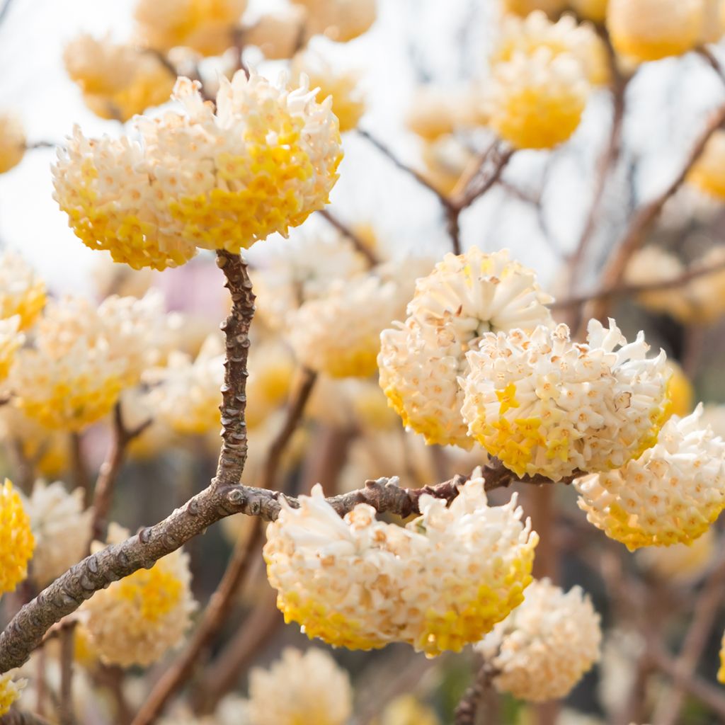 Edgeworthia chrysantha - Buisson à papier