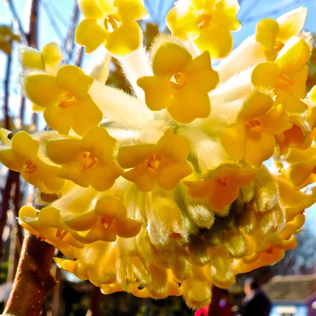 Edgeworthia chrysantha Nanjing Gold - Buisson à papier