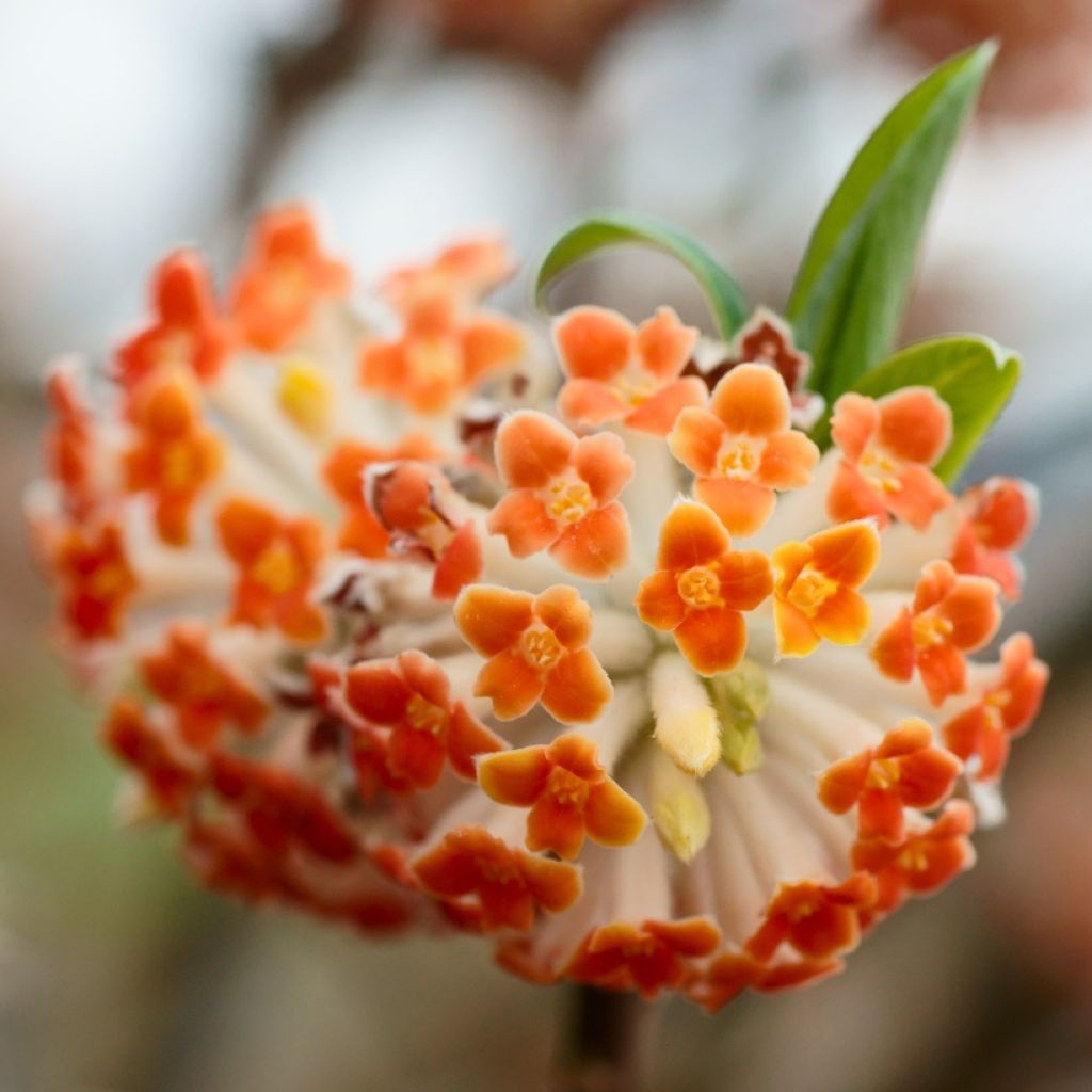 Edgeworthia chrysantha Red Dragon Akebono - Arbre à papier 