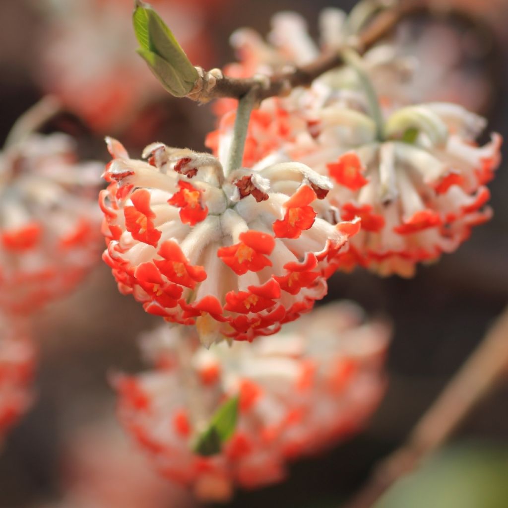 Edgeworthia chrysantha Red Dragon Akebono - Arbre à papier 