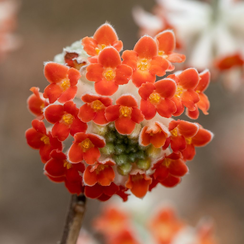 Edgeworthia chrysantha Red Dragon Akebono - Arbre à papier 