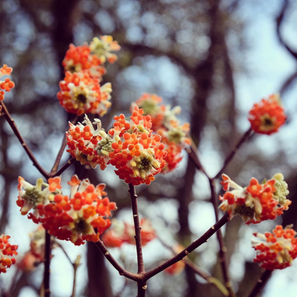 Edgeworthia chrysantha Red Dragon Akebono - Arbre à papier 