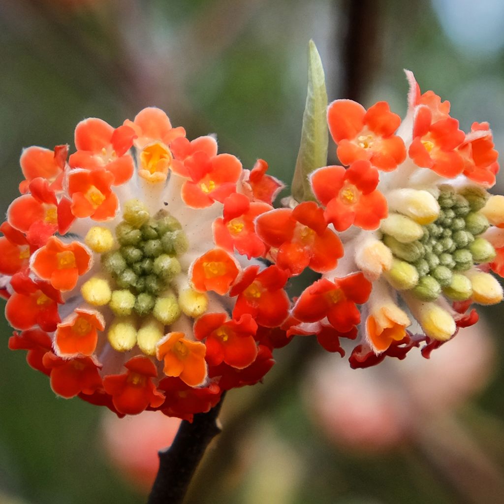 Edgeworthia chrysantha Red Dragon Akebono - Arbre à papier 