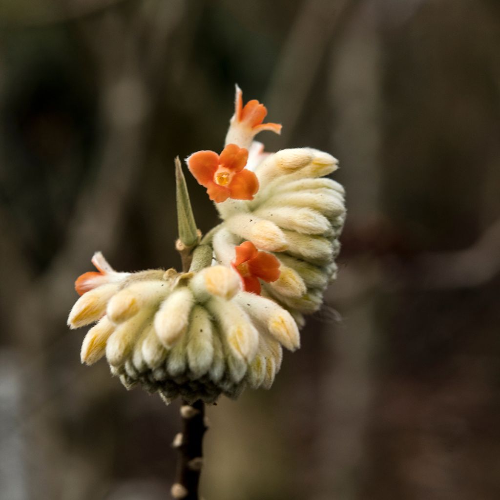 Edgeworthia chrysantha Red Dragon Akebono - Arbre à papier 