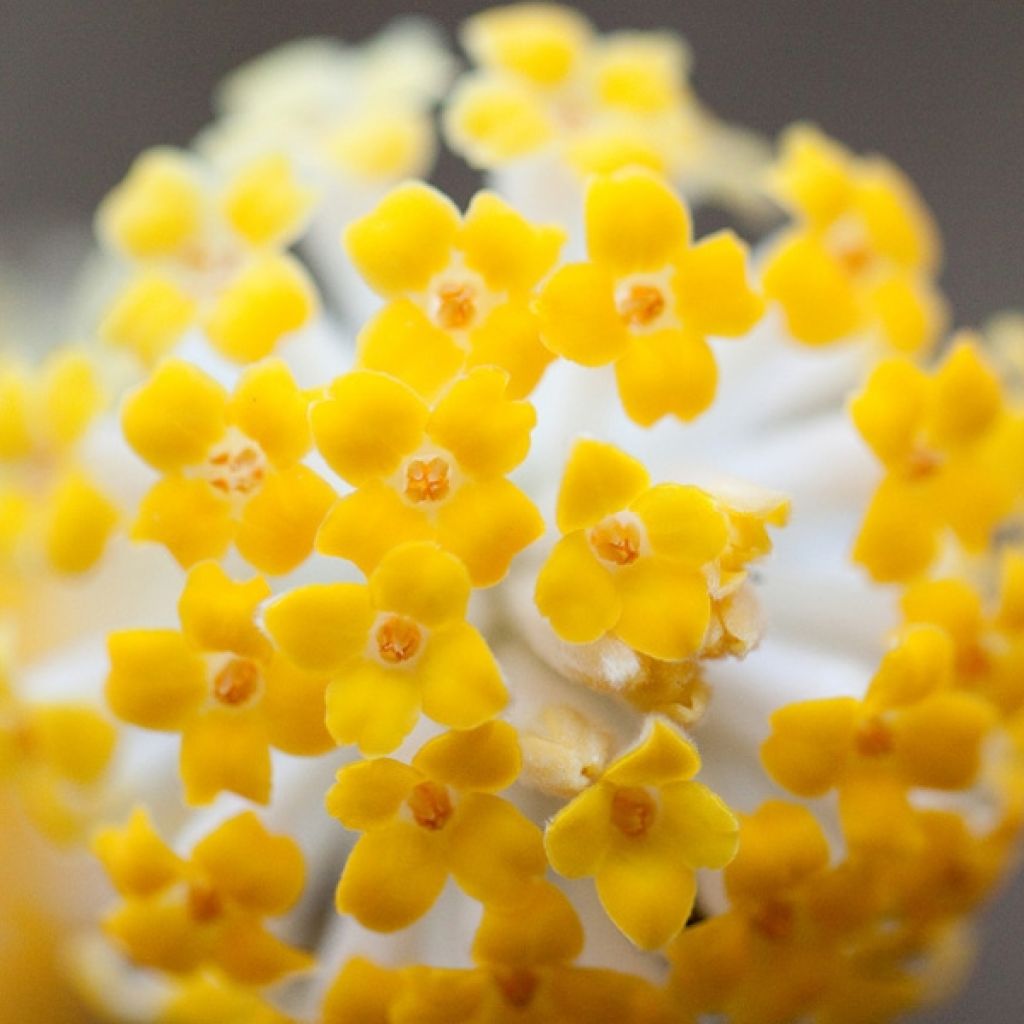 Edgeworthia chrysantha - Buisson à papier