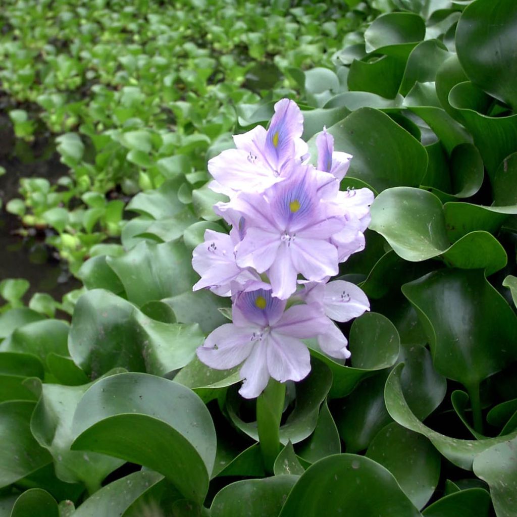 Jacinthe d'eau - Eichhorna crassipes