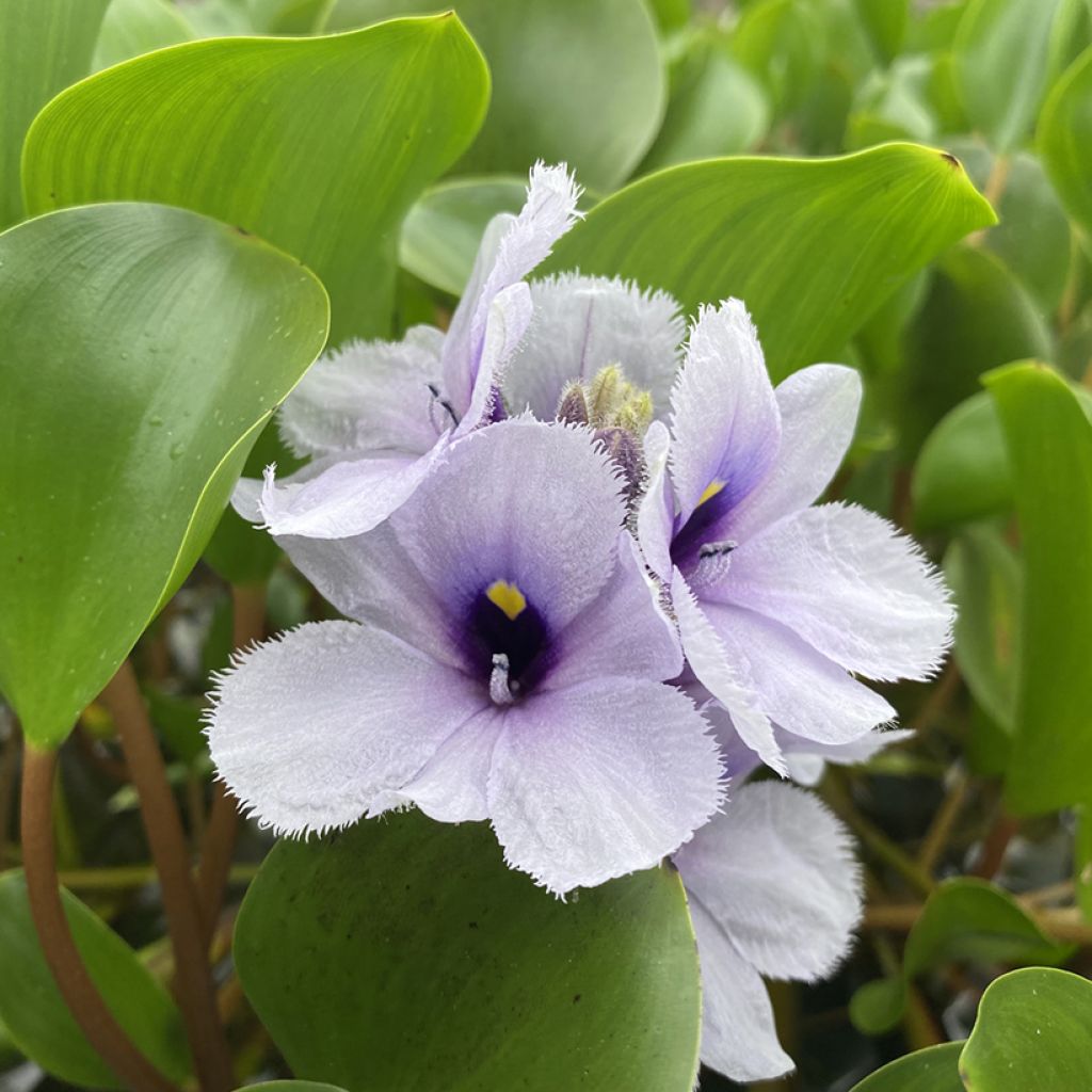 Eichhornia azurea - Eichornie azur