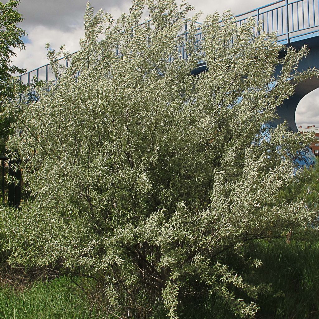 Elaeagnus angustifolia - Olivier de Bohême.