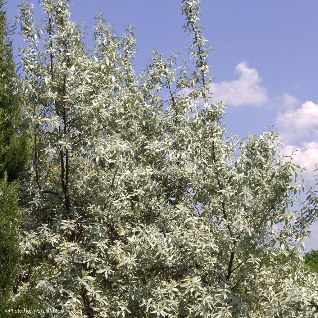 Elaeagnus commutata Zempin - Chalef argenté