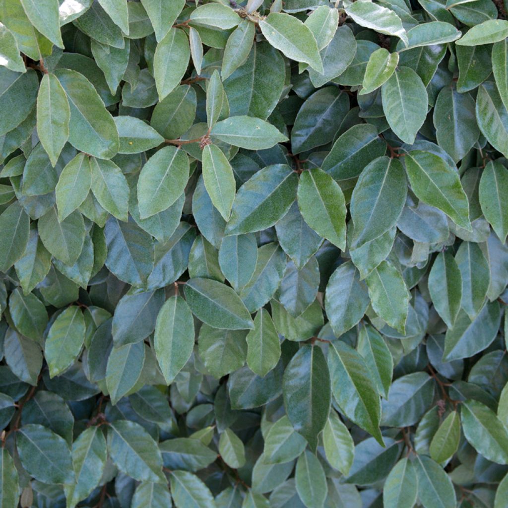 Elaeagnus ebbingei Compacta - Chalef