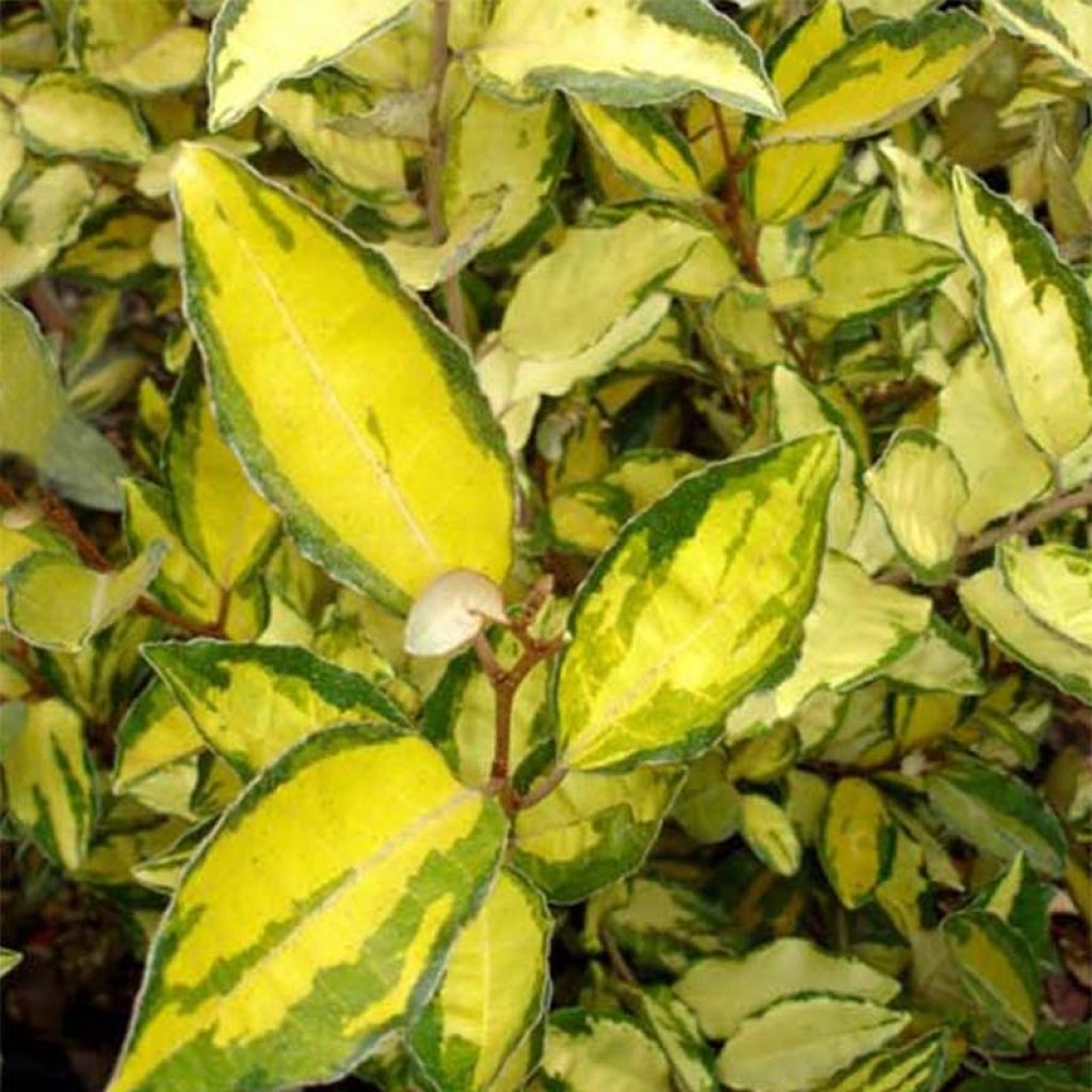 Elaeagnus ebbingei Eleador ® - Chalef de Ebbing panaché.