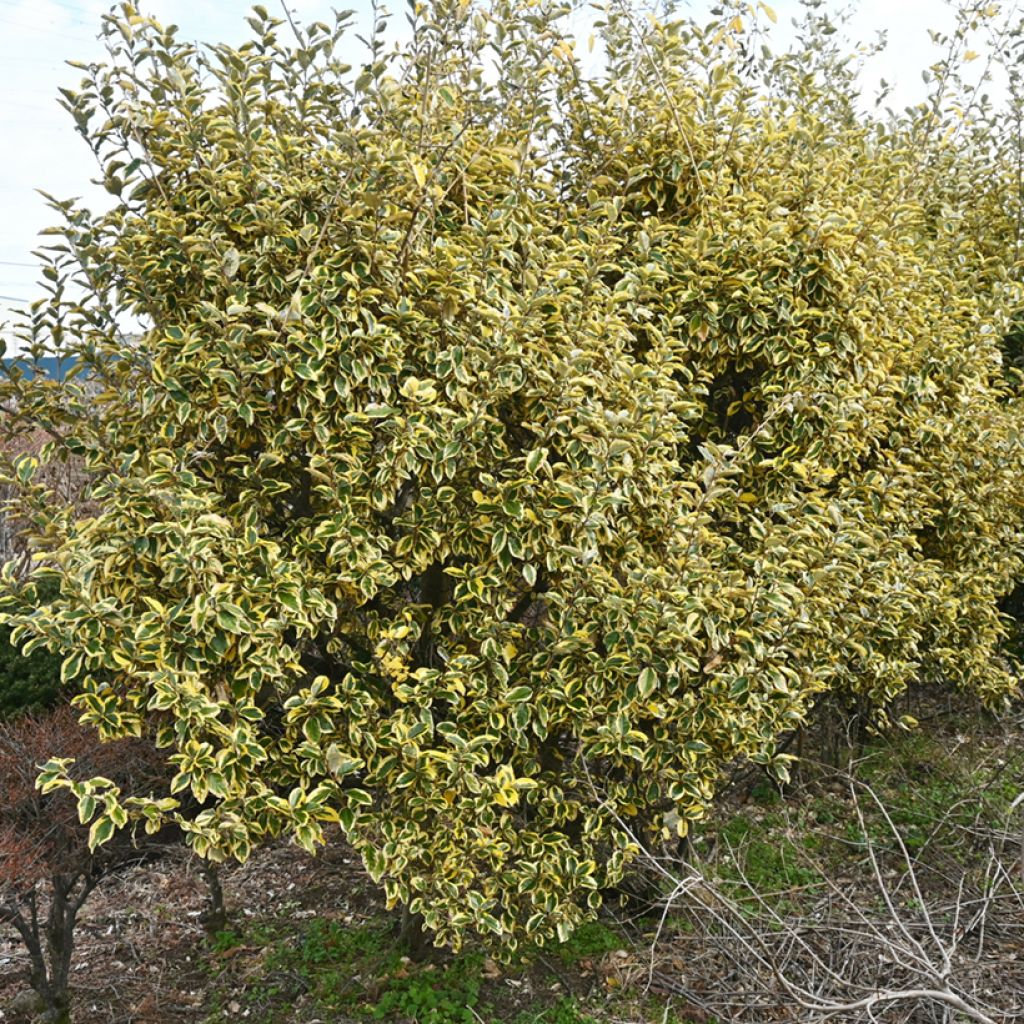 Elaeagnus ebbingei Gilt Edge - Chalef