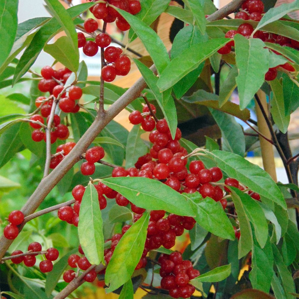 Elaeagnus umbellata Amoroso - Goumi du Japon