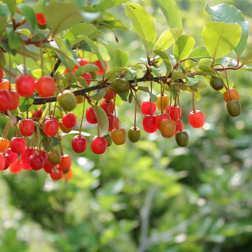 Elaeagnus umbellata Amoroso - Goumi du Japon