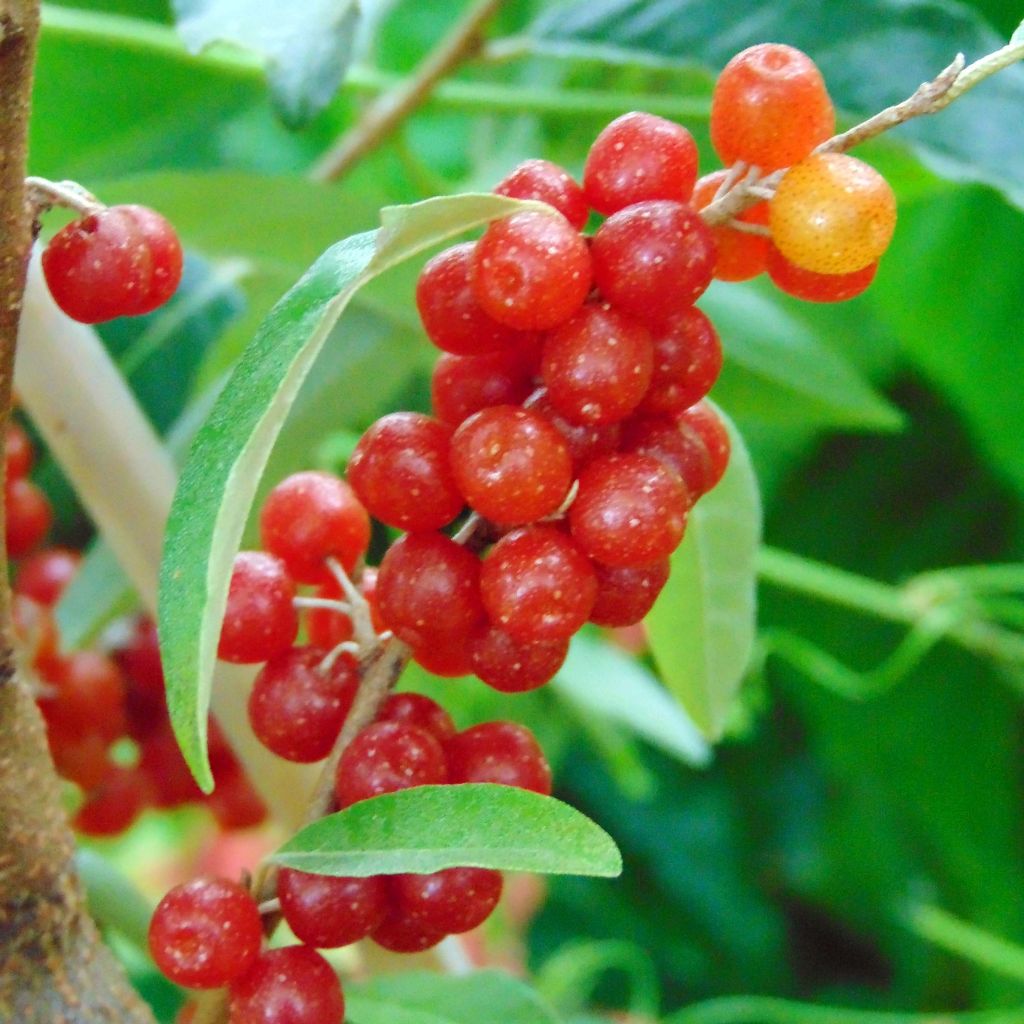 Elaeagnus umbellata Pointilla® Sweet'N'Sour'® - Chalef d'automne à baies de goumi rouge