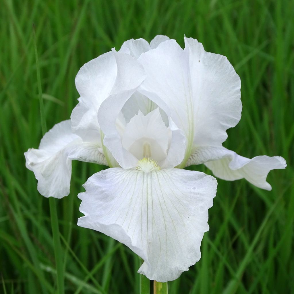 Iris germanica Immortality - Iris des Jardins - Variété bien remontante,  aux fleurs blanc pur à reflets bleutés, ondulées et parfumées.