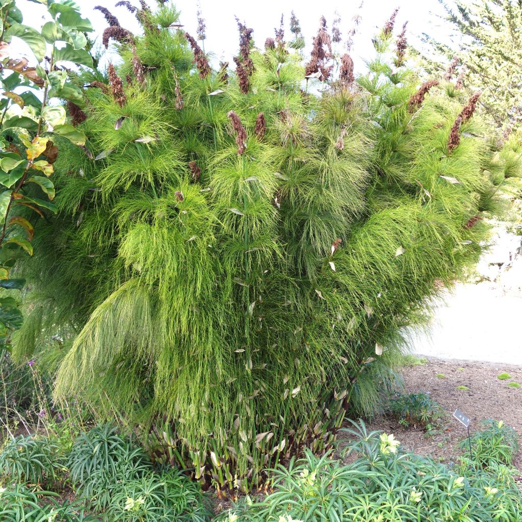 Elegia capensis - Prêle restio